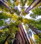 Image of Redwood Canopy View-Vertical, Redwood, Tree, Wall Art, Forest, Wall Print, Sequoia, Canvas Print, Sequioa Park, Eureka, Humboldt, nature,